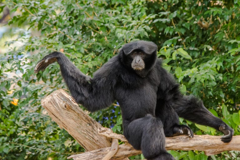 <p>Siamang</p>