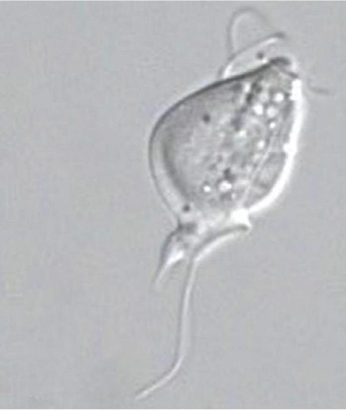 <p>Name this protist: where does it live in the host?</p>