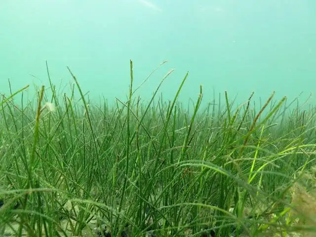 <p>Shoal Grass</p>