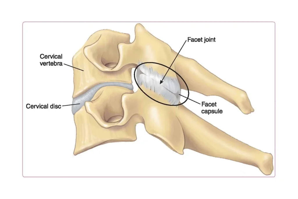 <p>small, smooth-surfaced articular process used to stabilize connections (ex: each pair of vertebrae)</p>