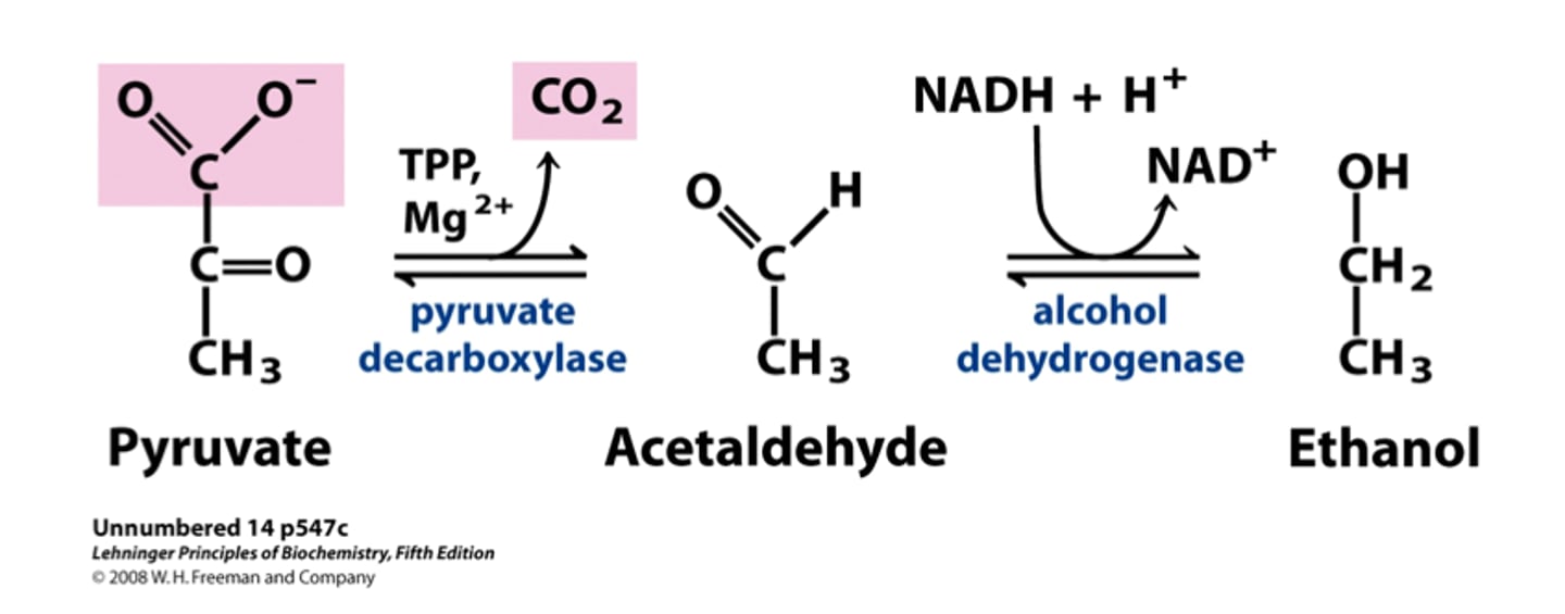 <p>Anerobic breakdown of pyruvate into cellular energy, producing CO2 and ethanol as byproducts</p>