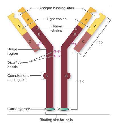 <p>The BCR is an immunoglobulin molecule composed of. Two heavy (H) chains. Two light (L) chains. One light chain is bonded to one heavy chain. The two heavy chains are bonded to each other with disulfide bonds. Creates a symmetrical, Y-shaped arrangement. </p><p>Antigen-binding sites: Pockets at the ends of the forks formed by the light & heavy chains. Can be highly variable in shape to fit a wide range of antigens.</p><p>Variable (V) regions: Found in antigen binding sites. Amino acid position is highly varied from one clone of B lymphocytes to another as the result of genetic reassortment.</p><p>Constant regions: Amino acid content does not vary greatly</p>