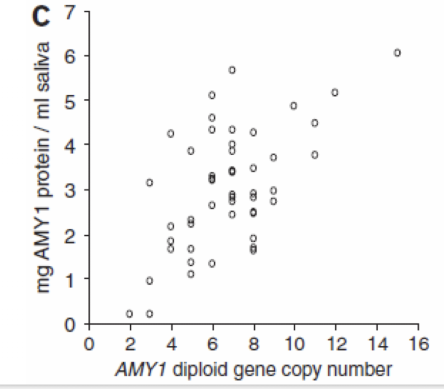 <p><span>Amylase breaks dietary polysaccharides into disaccharides </span></p><p><span>• The amount of amylase in saliva is positively associated to AMY1 copy number</span></p><p><span> • Higher copy number in populations that consume a high starch diet </span></p><p><span>• Is starch consumption an evolutionary pressure?</span></p><p><span>Dose -response gene (the more copies of the AMY1 gene, the more protein)</span></p><img src="https://assets.knowt.com/user-attachments/a3d89673-d1e2-478c-8833-d78b763f8e80.png" data-width="50%" data-align="center" style="display: block; width: 50%; margin-left: auto; margin-right: auto;"><p></p>