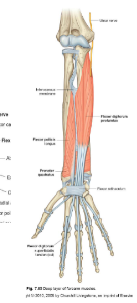 <p>Origin: medial + anterior surface of ulna, interosseous membrane</p>