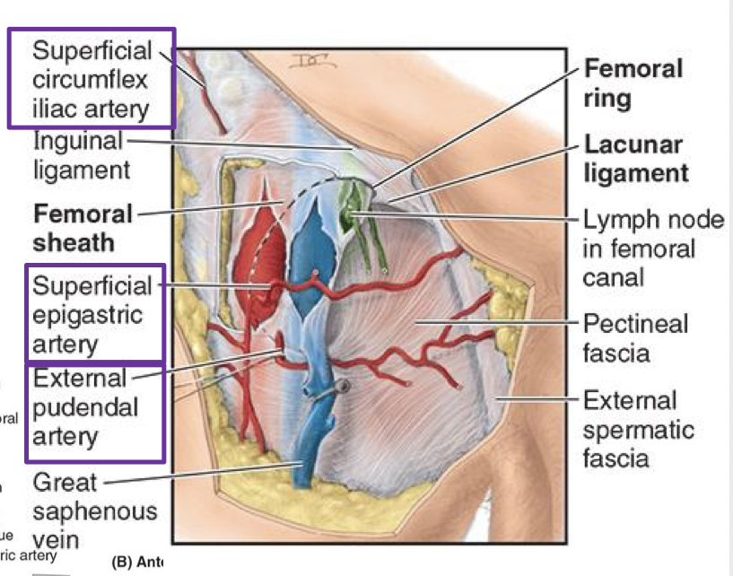 <ul><li><p>branch from femoral a. in femoral triangle and pierce through cribriform fascia at saphenous opening</p><ul><li><p>superficial epigastric a. (ascending up abdominal wall)</p></li><li><p>superficial circumflex iliac (runs lateral to ilium)</p></li><li><p>superficial external pudendal a. (runs medial to perineum)</p></li></ul></li><li><p>same spot where greater saphenous v. pierces fascia to drain into femoral v.</p></li></ul><p></p>