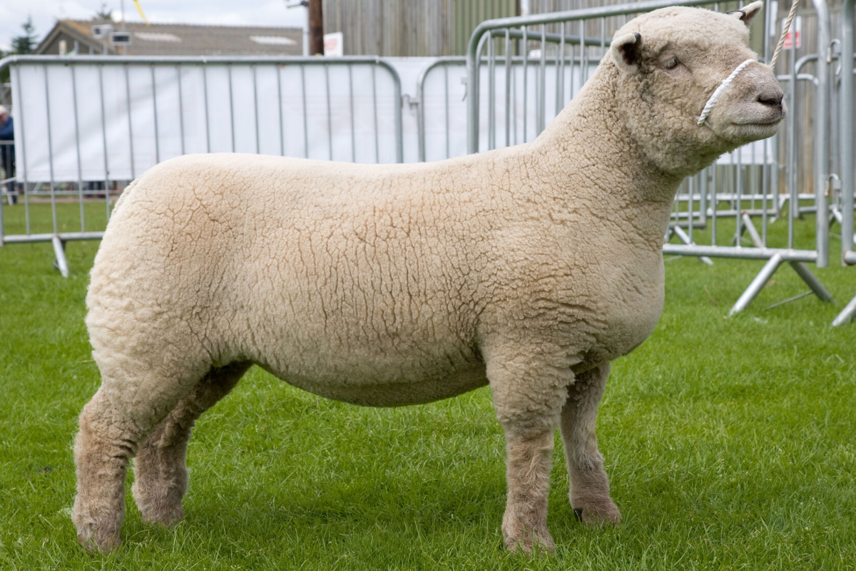 <p>single white color/dark nostrils; heavy coat</p>