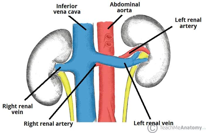 <p>Green Bird: IVC<br>Blue Star: Abdominal Aorta<br>Red Moon: Left Renal Vein<br>Pink Heart: Left Renal Artery</p>