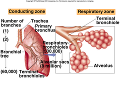 <p>bronchioles, alveoli, alveolar ducts</p>