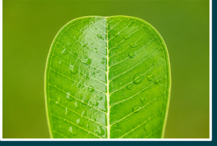 <p>Thin, waxy layer. Secreted by epidermal cells. Limits water loss to evaporation</p>