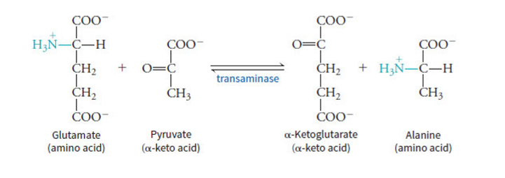 <p>it allows the body to seamlessly switch between amino acid degradation and amino acid synthesis based on immediate metabolic needs - vital for N homeostasis </p>