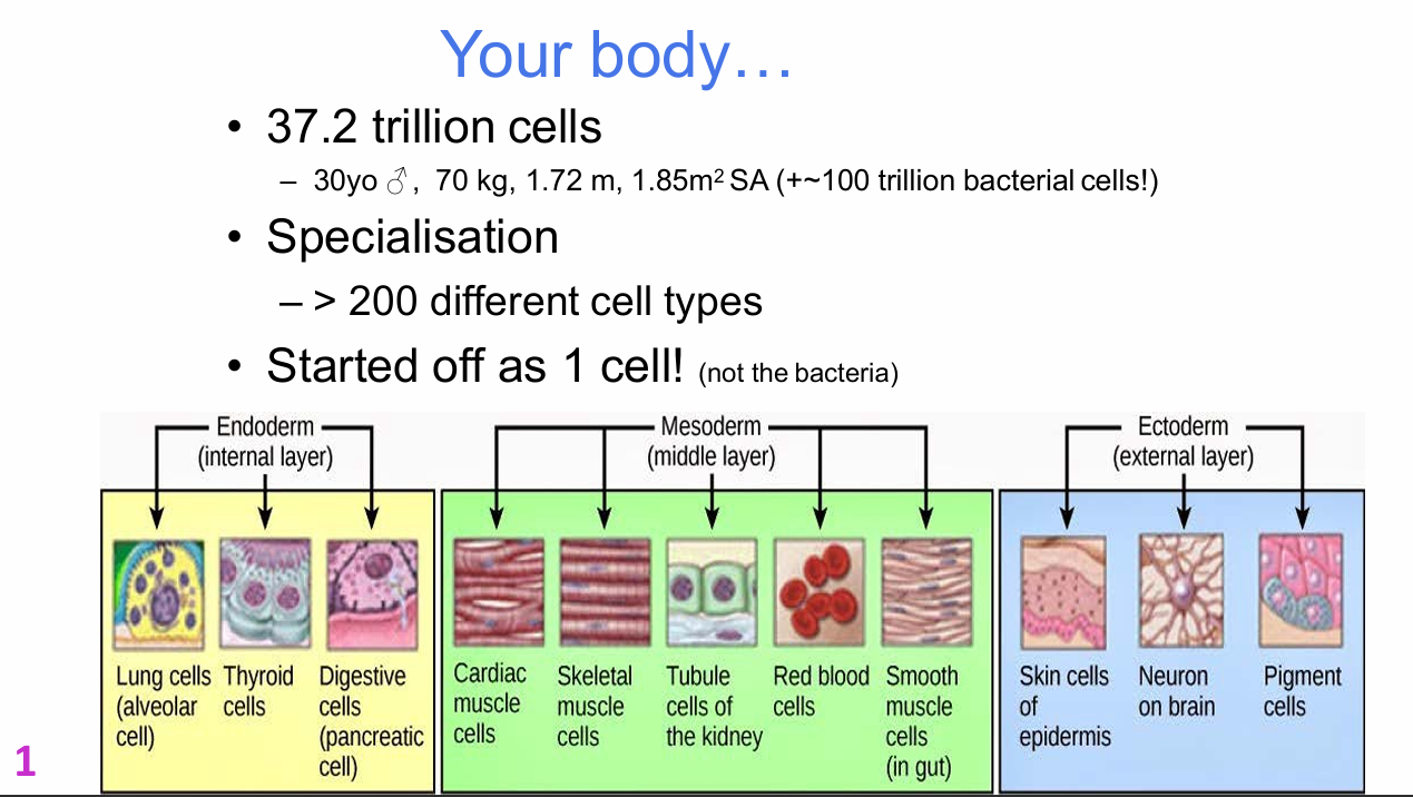 <p>Estimate shown:</p><p>- 37.2 trillion human cells</p><p>- Based on a 30-year-old male, 70 kg, 1.72 m, 1.85 m² surface area</p><p>- Plus approximately 100 trillion bacterial cells</p><p>- More than 200 different specialised human cell types</p><p>- All human body cells ultimately started from one cell</p>