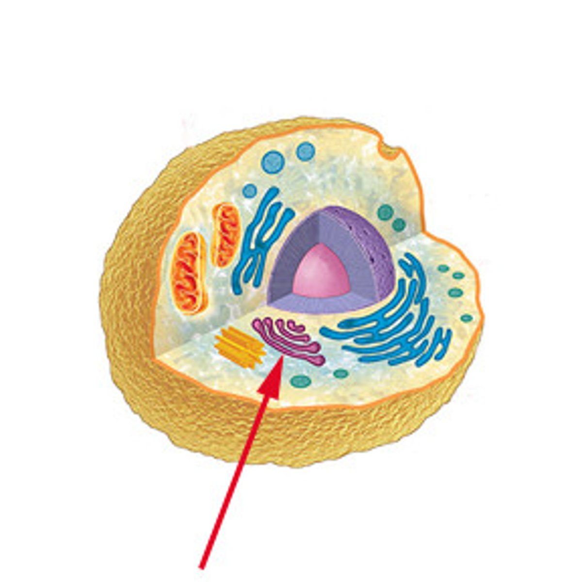 <p>packages and ships materials out of the cell</p>