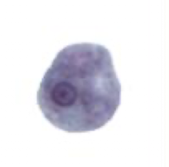 <p>What Amaeba is this?</p>
