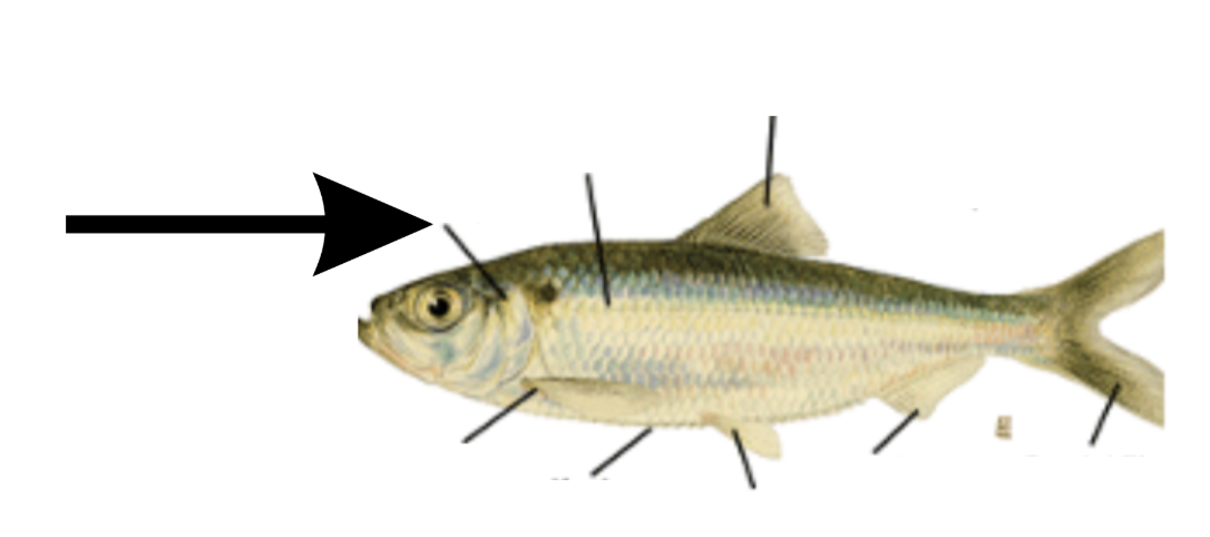 <p>What is this part on the fish?</p>