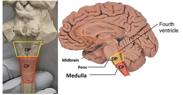 <p>open medulla and closed medulla </p>