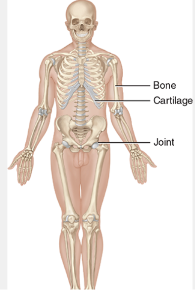 <ul><li><p>C:<em> </em><span style="background-color: transparent;">bone and joints of the body and their cartilage</span></p></li><li><p>F: <span style="background-color: transparent;">support and protect the body, provides surface area for muscle attachments, aids body movements, stores minerals and fats</span></p></li></ul><p></p>