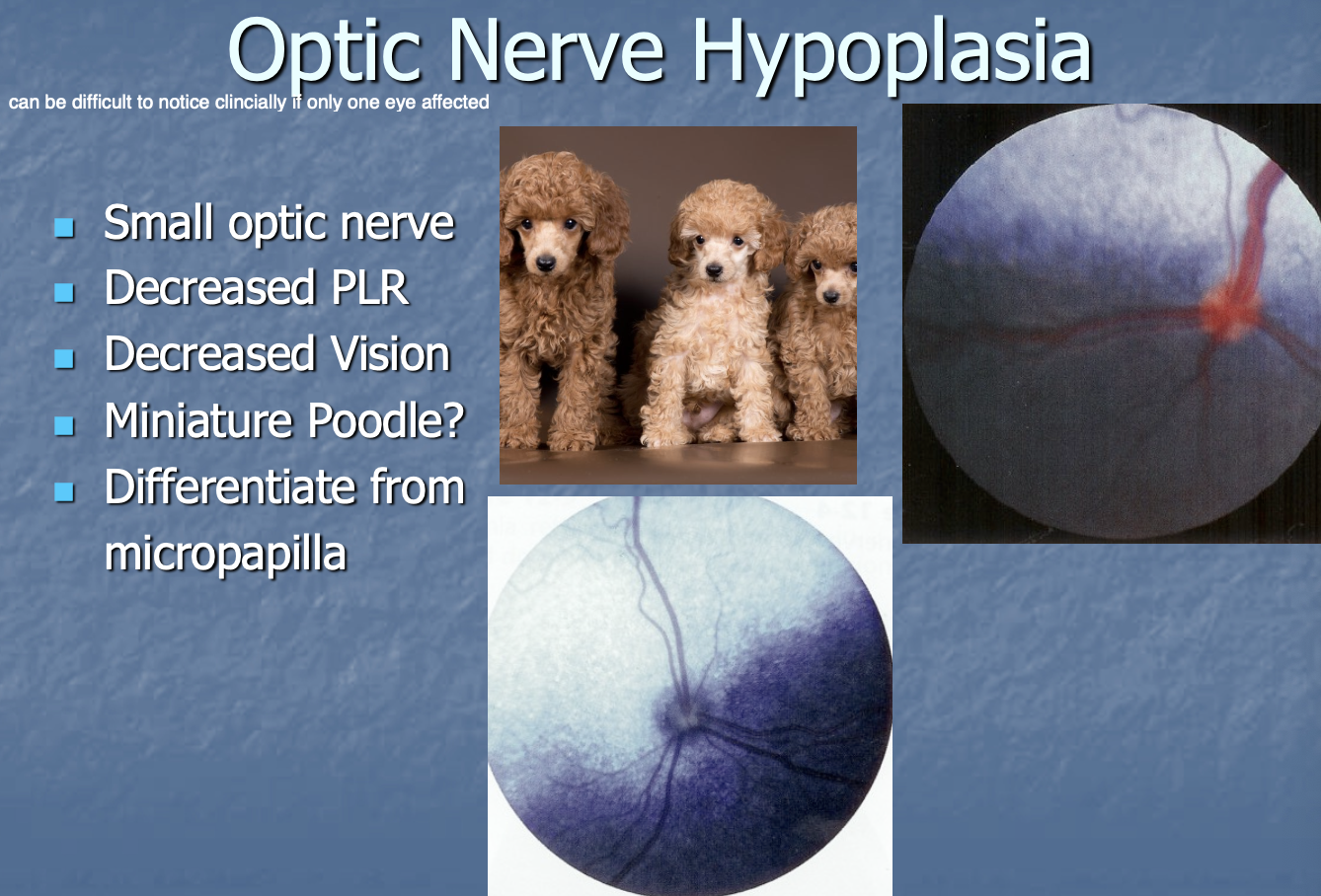 <p>small optic n. w/ decreased PLR, vision.</p>