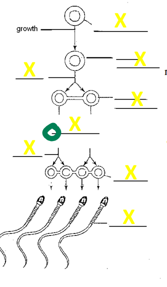 <p>name the stage development </p>