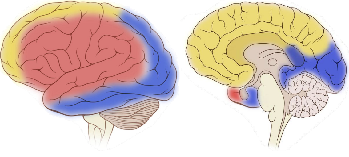<p>What area of the brain do the posterior cerebral arteries supply blood? </p>