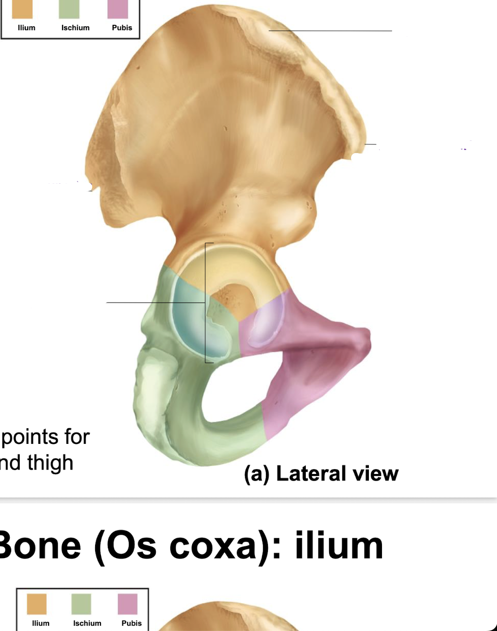 <p>what is this part of the hip in orange?</p>