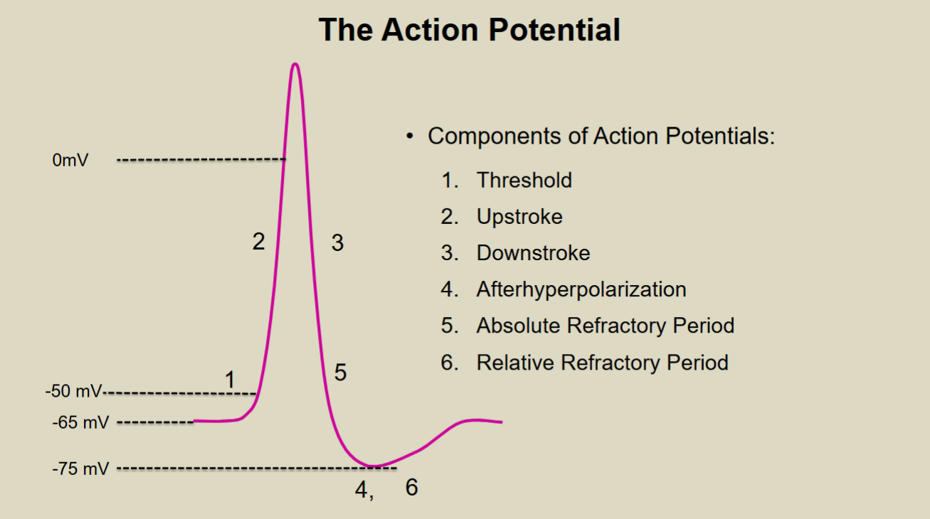 <ol><li><p>threshold </p></li><li><p>upstroke</p></li><li><p>downstroke </p></li><li><p>afterhyperpolarization </p></li><li><p>relative refractory period</p></li></ol><p></p>