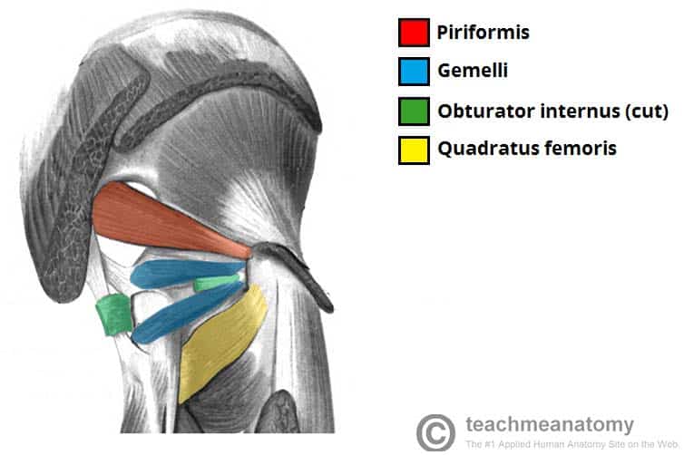 <p>Proximal Attachment (O): Ischial spine</p><p>Distal Attachment (I): Medial surface of greater trochanter (trochanteric fossa) of femurb</p><p>Nerve: same nerve supply as obturator internus (Nerve to obturator internus (L5, S1))</p><p>Action: Laterally rotate extended hip joint and abduct hip joint when flexed; stabilize hip joint</p>