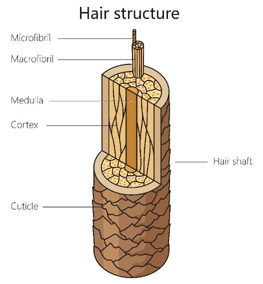 <ul><li><p>medulla</p></li><li><p>cortex</p></li><li><p>cuticle</p></li></ul><p></p>
