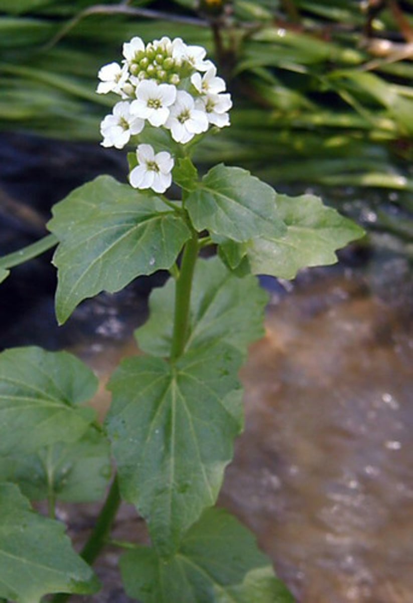 <p>Cardamine cordifolia</p>