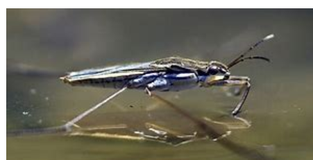 <p>What is the name of this bug </p>