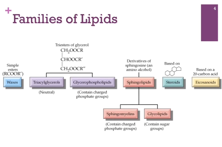 <p>Here are the general families or classes of lipids. Waxes on the far left. Have Triacylglycerols and Glycerophospholipids (both built on glycerol backbones!). Have sphingolipids, similar in many respects to glycerophospholipids. (different backbone of sphingosine). Steroids like cholesterol are built from <strong>isoprene </strong>(a <strong>small hydrocarbon </strong>molecule with the chemical formula C5H8; it’s a colorless, volatile liquid and is one of the most important building blocks). Finally, we have eicosanoids. </p>