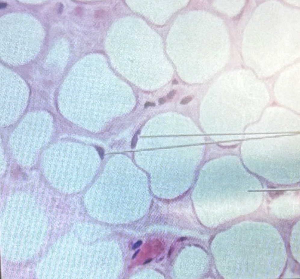 <p>What tissue is this? </p>