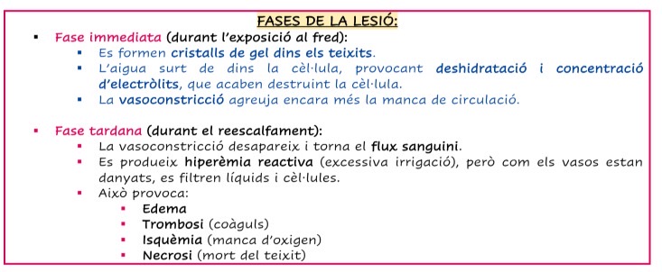 <p>Cuando el cuerpo esta expuesto al frio intenso se pueden producir lesiones por dos mecanismos principales:</p><ul><li><p>MECANISMO FISIOLOGICO (VASOMOTOR Y SANGUINEO)</p><ul><li><p>1 FASE: Se da una vasoconstriccion intensa</p></li><li><p>2 FASE: Cuando cesa el frio, se da una hiperemia reaccional que provoca diversas reacciones como hipermeabilitat capilar, edema, etc</p></li></ul></li><li><p>MECANISMO FISIOQUIMIC (CRISTALES Y ALTERACIONES CELULARES)</p><ul><li><p>El frio congela el agua extracelular, despues la intracelular y finalmente la lligada a proteinas. Esto provoca la formación de cristaless de hiello que pueden trencar las mb.</p></li><li><p>A medida que se congela el agua, la cel se deshidrata y los electrolitos se acumulan en una concentración que puede ser letal.</p></li></ul></li></ul><p></p><p>TIPOS DE LESIONES PEL FRIO</p><ul><li><p>LESIÓN CELULAR</p><ul><li><p>LESIÓN DIRECTA: Causada por la formación de cristales de hielo dentro o fuera de la celula. Aumento de substancias toxicas provocando muerte celular. Se puede dar a nivel:</p><ul><li><p>INTRACELULAR (RAPID): Los cristales se forman dentro de la cel. dañando directamente sus componentes</p></li><li><p>EXTRACELULAR (LENT): El agua gelifica fuera de la cel provocando hipernatremia lo que provoca toxicidad, deshidratacion y muerte celular.</p></li></ul></li><li><p>LESION SECUNDARIA: Provocada pr una isquemia debido al daño vascular.</p></li></ul></li><li><p>LESION VASCULAR</p><ul><li><p>El frio provoca una vasoconstriccion, en capilares, eso puede llevar a estasi, trombosi, hipoxia, anoxia y muerte cel.</p></li><li><p>Despues, al calentar la zona, se da una hiperanemia reaccional con aumento de permeabilidad vascular, transsudación de plasma y edema.</p></li></ul></li></ul><p></p><p>TIPOS CLINICOS DE LESIÓN</p><p>-Frostnip (lesión sin congelación). Forma leve y reversible, mejora al recalentar</p><p>-Frostbite (lesion con congelación). Congelacion real con formacio de cristales de hielo dentro de las celulas.</p><p></p>