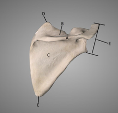 <p>e</p>