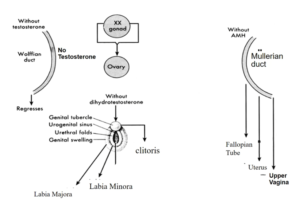 <p>it develops into fallopian tube uterus and upper vagina</p>