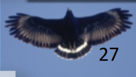 <p>very broad secondaries; black/white tail bands; light base of prim/sec</p>