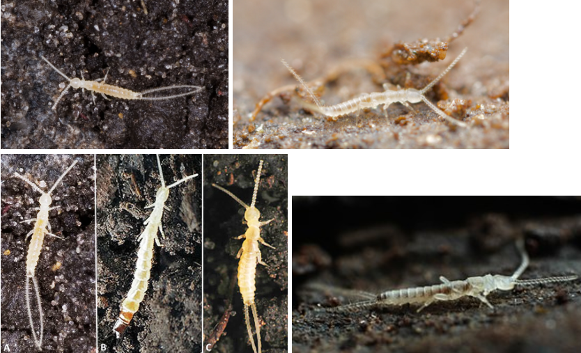 <p>Diplura</p>