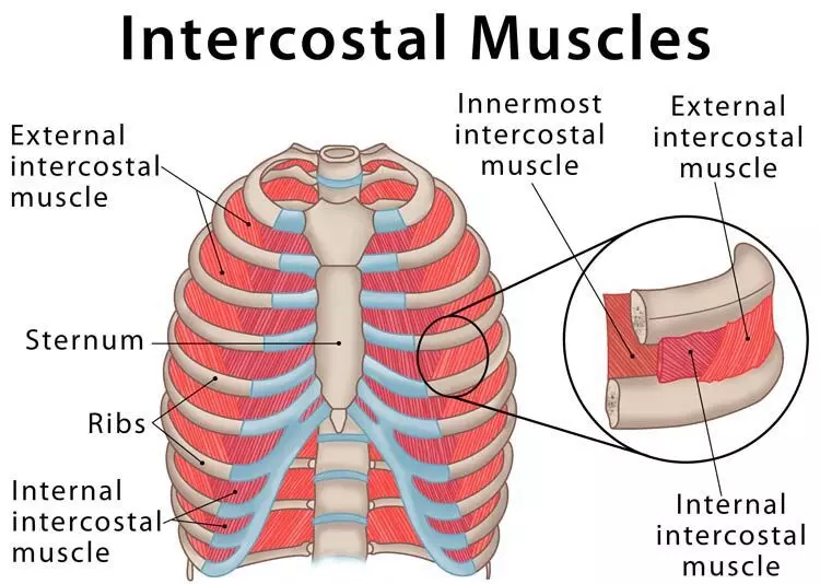 <p>Eleven pairs of respiratory muscles between ribs with fibers running downward and forward that elevate the rib cage to aid in inspiration.</p>