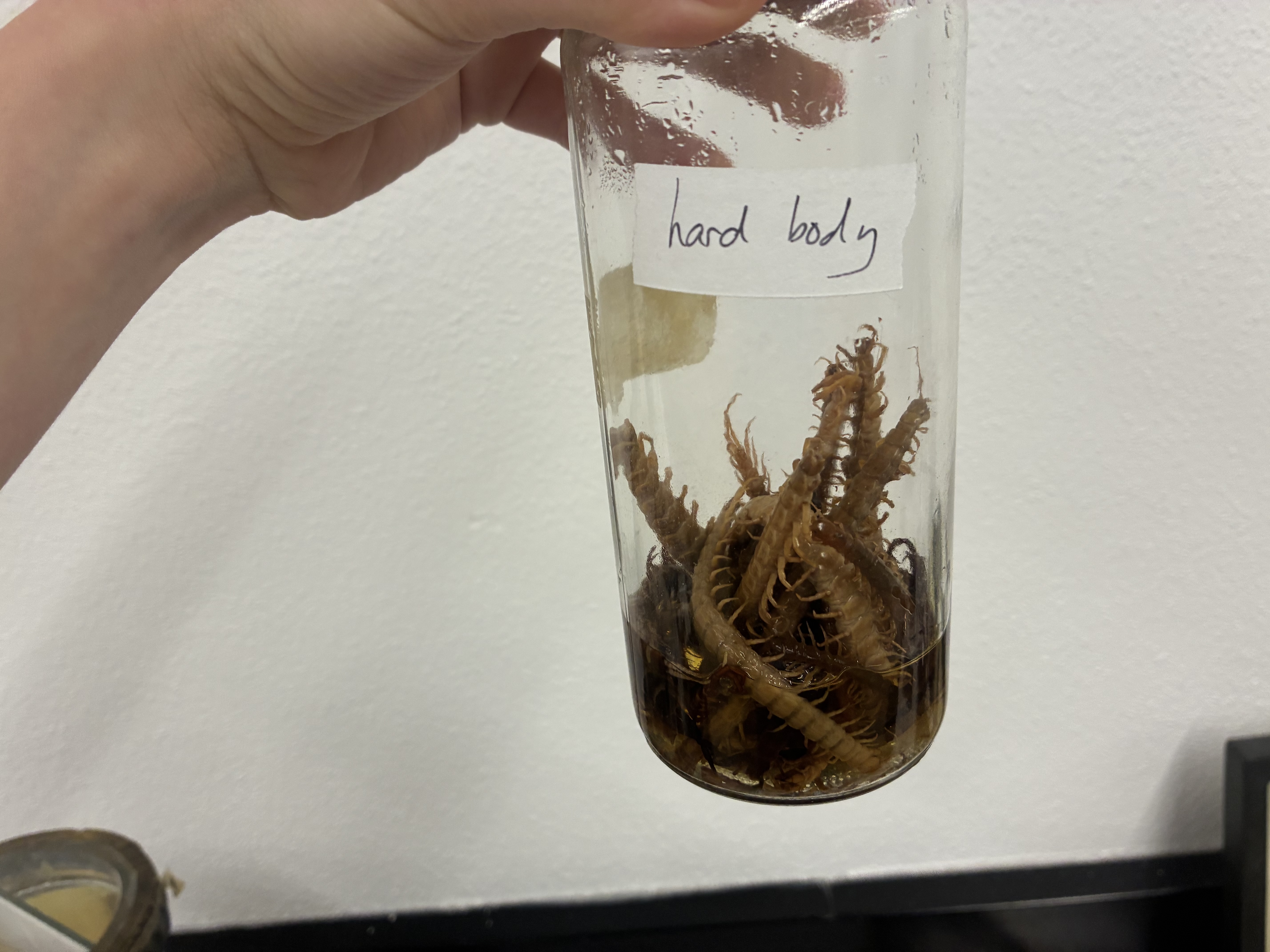 <p>Phylum, class, &amp; key characteristic?</p>