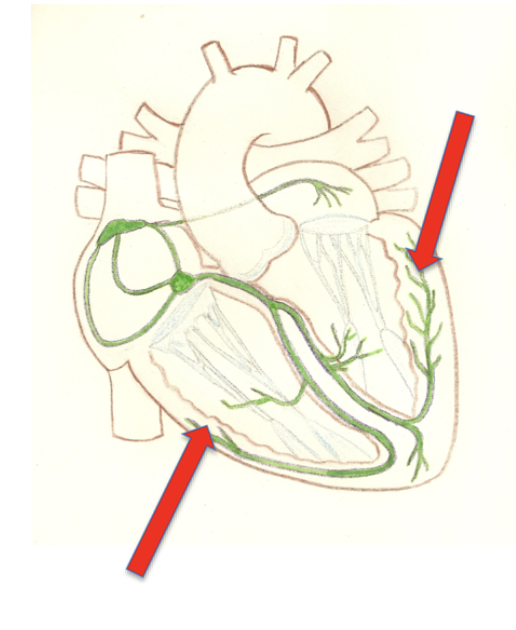 <p>penetrate into the apex and receives signal from the bundle branches and completes the conduction cycle. more elaborate in the left chamber </p>