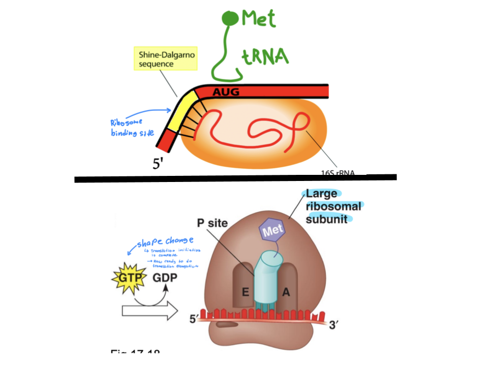 <p>Ribosome binding site at the 5’ UTR of the mRNA molecule is located right next to the start codon (start codon is right next to the RBS). The small subunit of the ribosome binds to this site while tRNA<sup>Met</sup><sub>i</sub> binds with the start codon directly.</p><p>The hydrolysis of GTP changes the shape of the small subunit, allowing the large subunit to bond. The tRNA and AUG codon bonded complex will fit into the P site of the large subunit, acting as a base ready to form a longer chain of amino acids. </p>