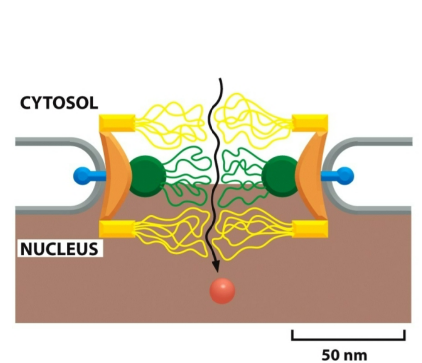 <p>nucleoporins</p>