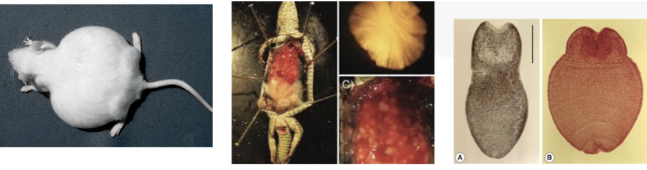 <p>What metacestode (larva) stage is this?</p>