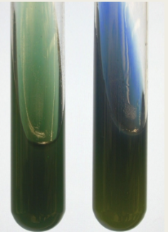 <p>What test is used to differentiate enterics based on their ability to <strong>utilize citrate </strong>as a sole source of carbon and ammonium ions as a sole nitrogen source?</p>