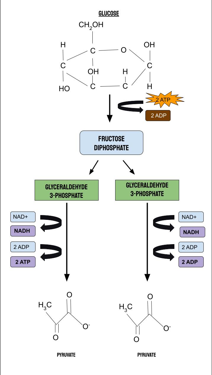 <ul><li><p>Step 1 of cellular respiration</p></li><li><p>Happens in the cytosol</p></li><li><p>6-carbon glucose, 2 NAD+, and 2 ATP go in</p></li><li><p>2 3-carbon pyruvate, 2 NADH, and 4 ATP are produced (gain of 2 ATP)</p></li></ul><p></p>