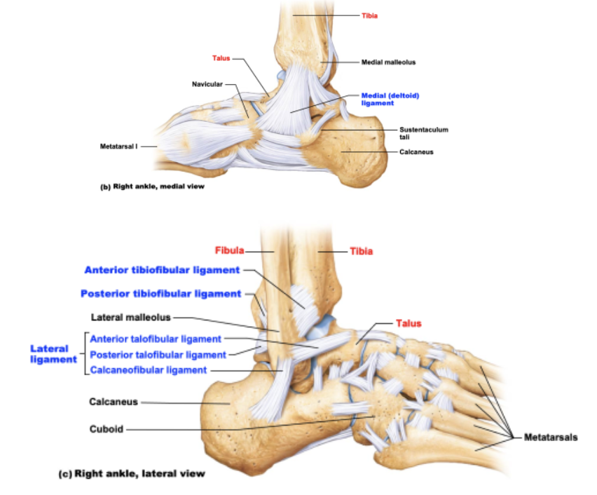 <p>ankle joint ligaments</p>