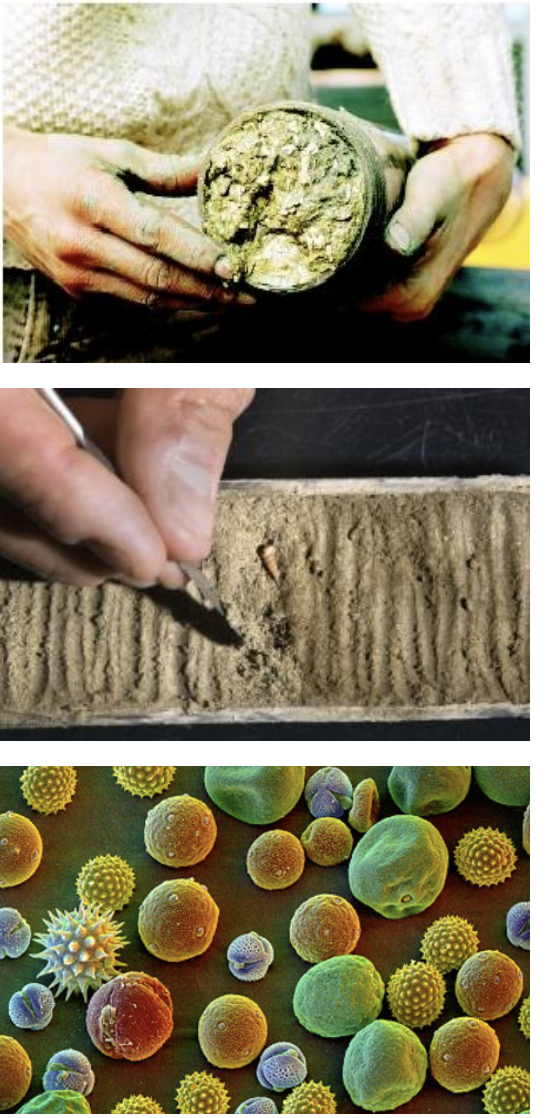 <ul><li><p>scientists drill sediment cores from the ocean floor</p></li><li><p>pollen grains in the sediment can be used to identify plants that grew thousands of years ago</p><ul><li><p>the species of plant can give clues to the climate</p></li></ul></li></ul><p></p>