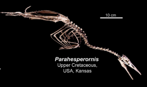 <ul><li><p>upper cretaceous </p></li></ul><p></p>
