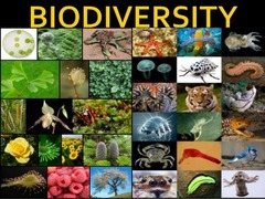 <p>the variety of life in the world, or in a particular habitat or ecosystem.</p>