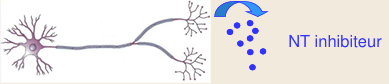 <p>D1: Nt inhibiteur </p><ul><li><p>Gaba —> neurone GABAergique </p></li></ul><p></p>
