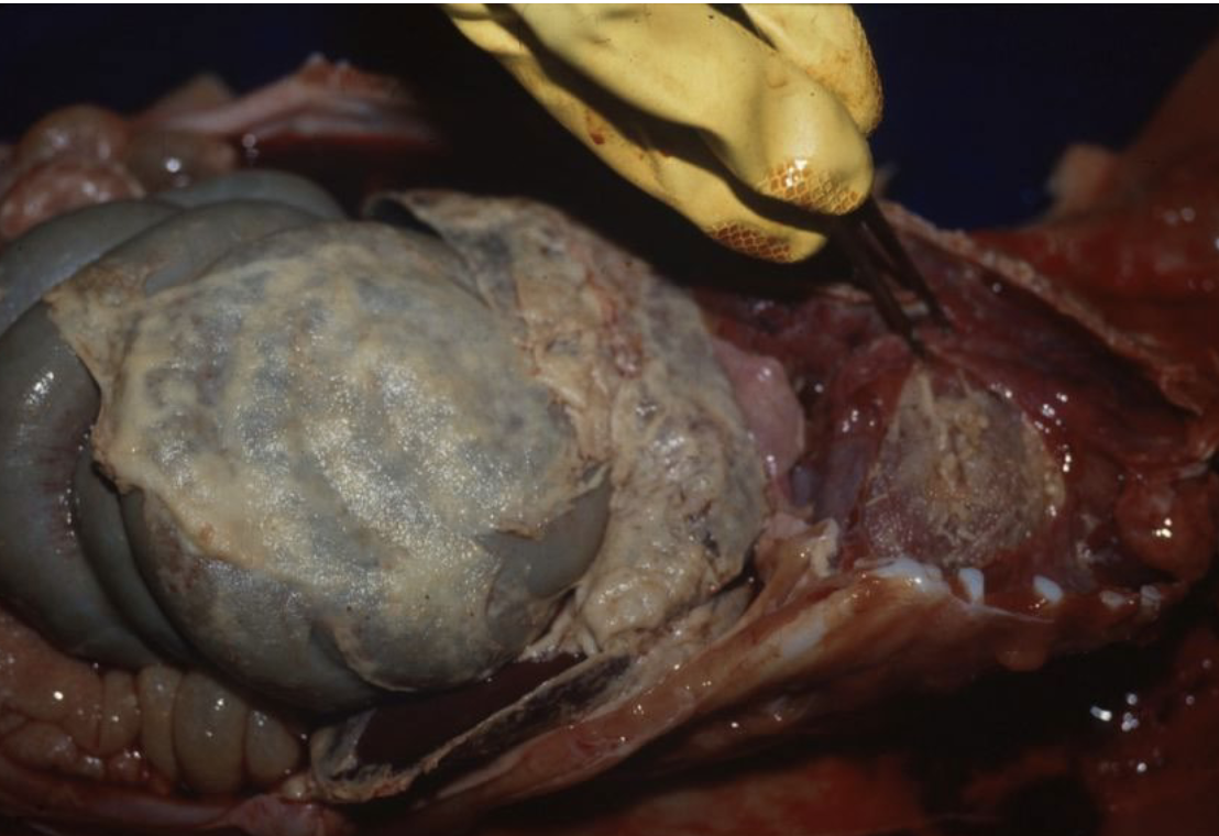 <p>Which disease in pigs causes this? (fibrinous polyserositis)</p>